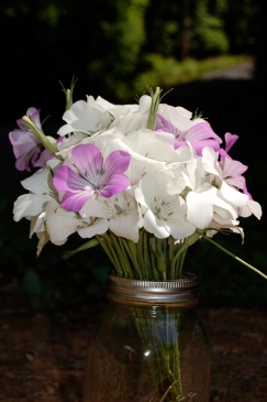 Agrostemma "ocean pearl" produces a beautiful combination of white and rose flowers.
