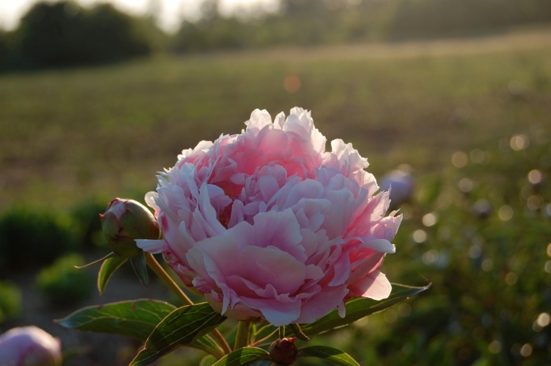 Peony in bloom.
